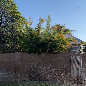 Photo of the plant species Yellow Bells by @OpenlySkunkbush named Maya on Greg, the plant care app