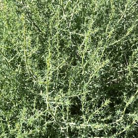 Photo of the plant species Prickly Russian Thistle by @OpenlySkunkbush named Shakira on Greg, the plant care app