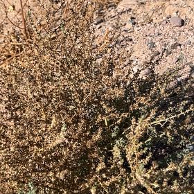 Photo of the plant species Kali tragus by @OpenlySkunkbush named Treeyoncé on Greg, the plant care app