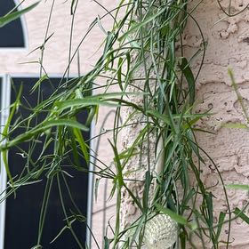 Photo of the plant species Rhipsalis baccifera by @OpenlySkunkbush named Zeus on Greg, the plant care app