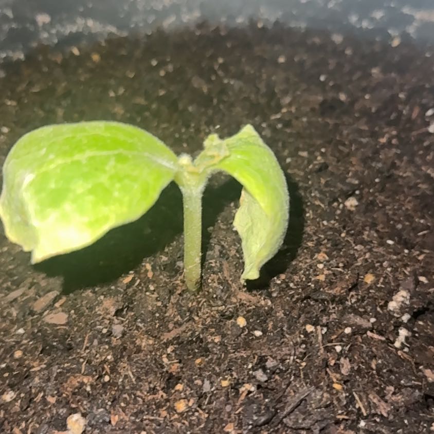 Photo of the plant species Pumpkin by @WiseClusia54 named Delilah on Greg, the plant care app