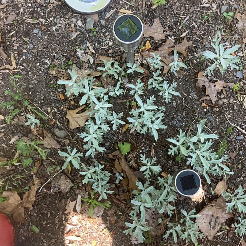 Photo of the plant species White Sage by @NeatResinspurge named Mando on Greg, the plant care app
