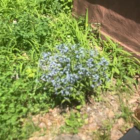 Photo of the plant species Texas-Star by @NeatResinspurge named Eva on Greg, the plant care app