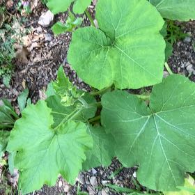 Photo of the plant species Cucurbita Moschata by @NeatResinspurge named Luna on Greg, the plant care app