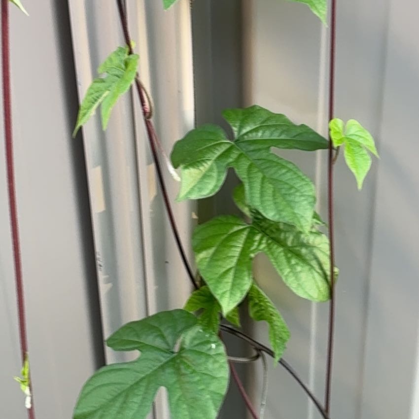 Photo of the plant species Ivyleaf Morning-Glory by @HelperRhodora42 named Treeyoncé on Greg, the plant care app