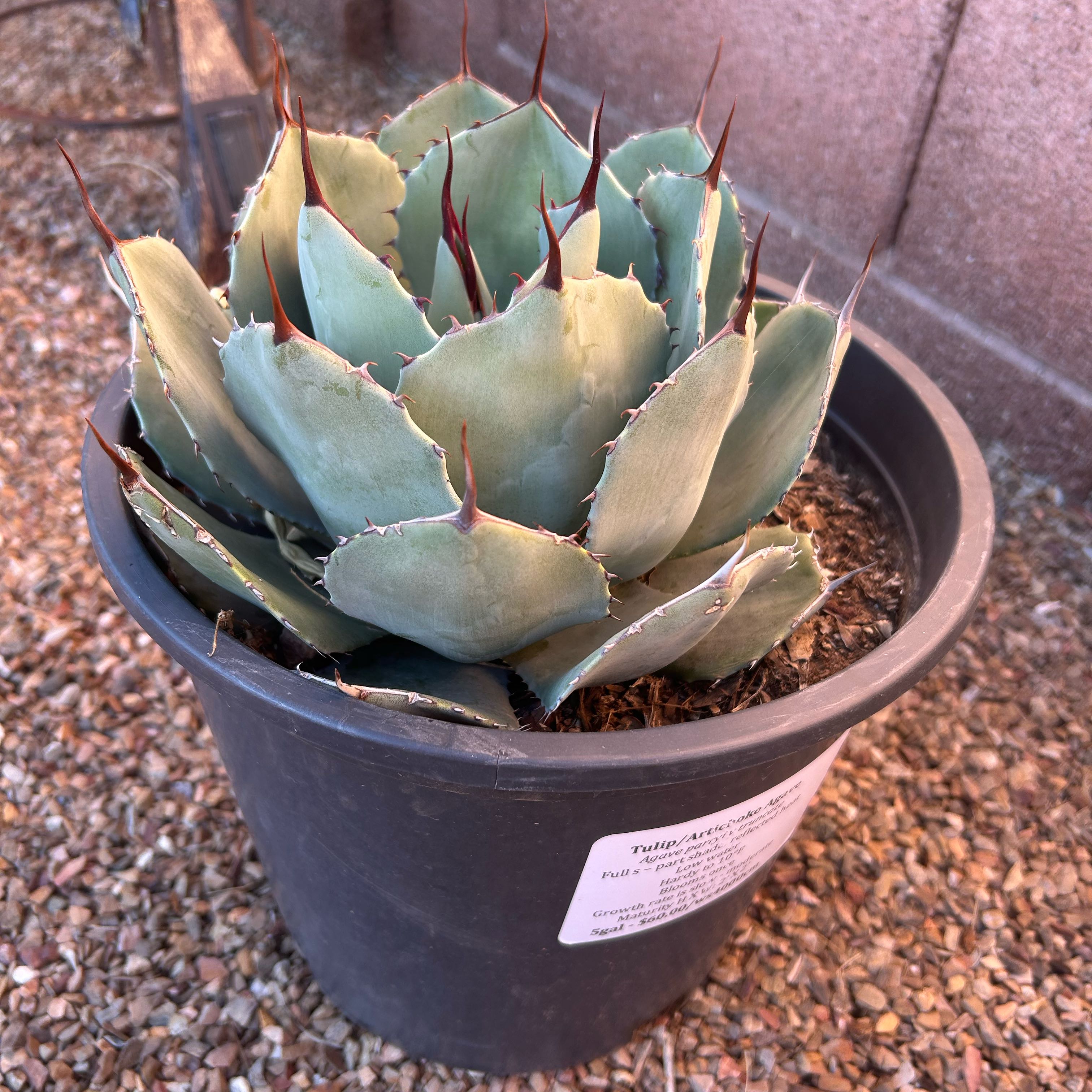 Photo of the plant species Artichoke Agave by @BestWhiteknight named McKinley on Greg, the plant care app