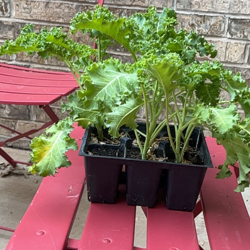 Photo of the plant species Curly Kale 'Reflex' by @ZingyGladiolus named Delilah on Greg, the plant care app