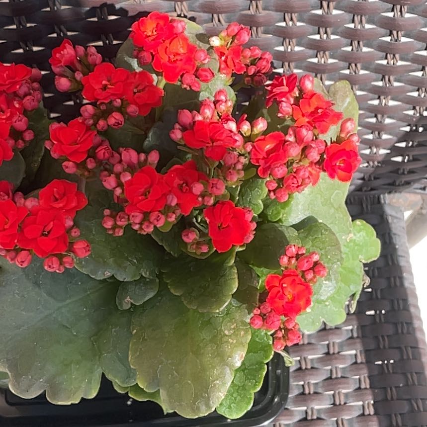 Photo of the plant species Kalanchoe blossfeldiana 'Pink' by @BreezyApiastrum named Figyonce on Greg, the plant care app