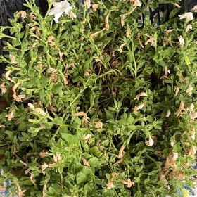 Photo of the plant species Sea Campion by @NeatPalqui68 named Zion on Greg, the plant care app