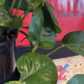 Photo of the plant species Pothos 'Green Queen' by @harionfather named Lola on Greg, the plant care app