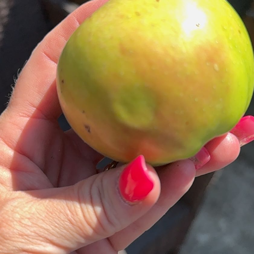 Photo of the plant species Apple by @CertainDropwort named Nithin on Greg, the plant care app