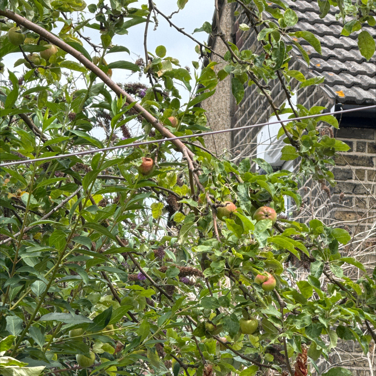 Photo of the plant species Empress Tree by @CertainDropwort named Marley on Greg, the plant care app