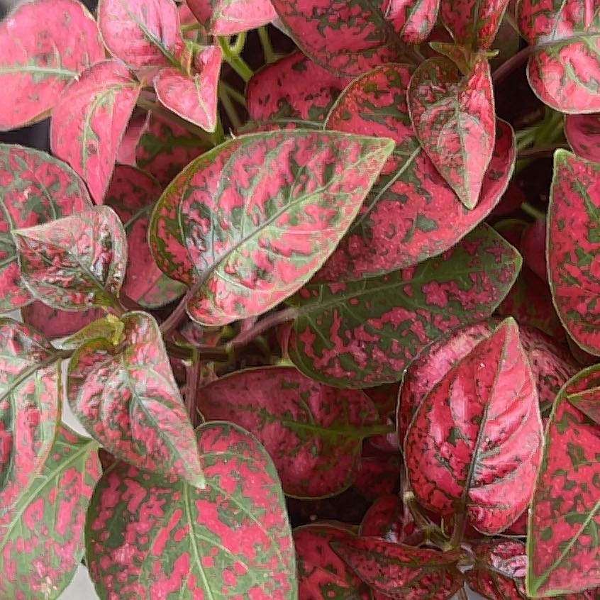 Photo of the plant species Fittonia by @HelperCoconut34 named Baby G on Greg, the plant care app