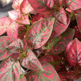 Photo of the plant species Hypoestes 'Red' by @HelperCoconut34 named Delilah on Greg, the plant care app