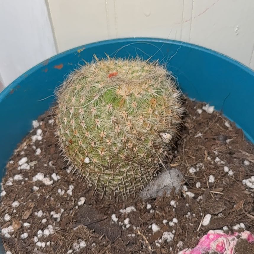 Photo of the plant species Mammillaria muehlenpfordtii by @LadyMelon59 named Osmo on Greg, the plant care app