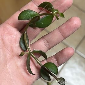 Photo of the plant species Box Holly by @EminentAcajou36 named Tupot amaroot on Greg, the plant care app