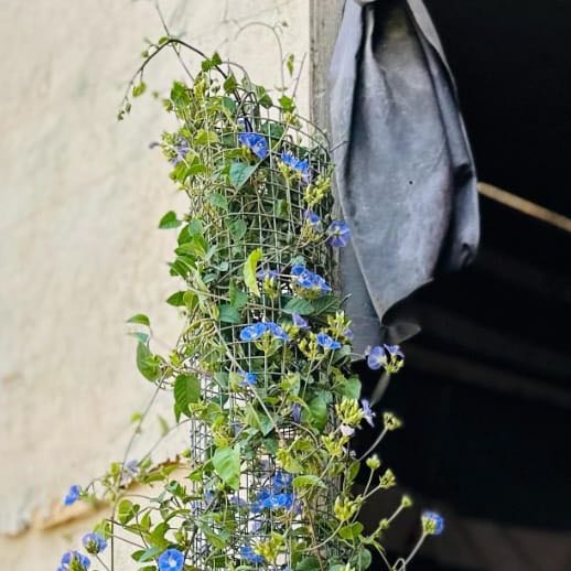 Photo of the plant species Jacquemontia by @SmartSkyplant named Sir Plancelot on Greg, the plant care app