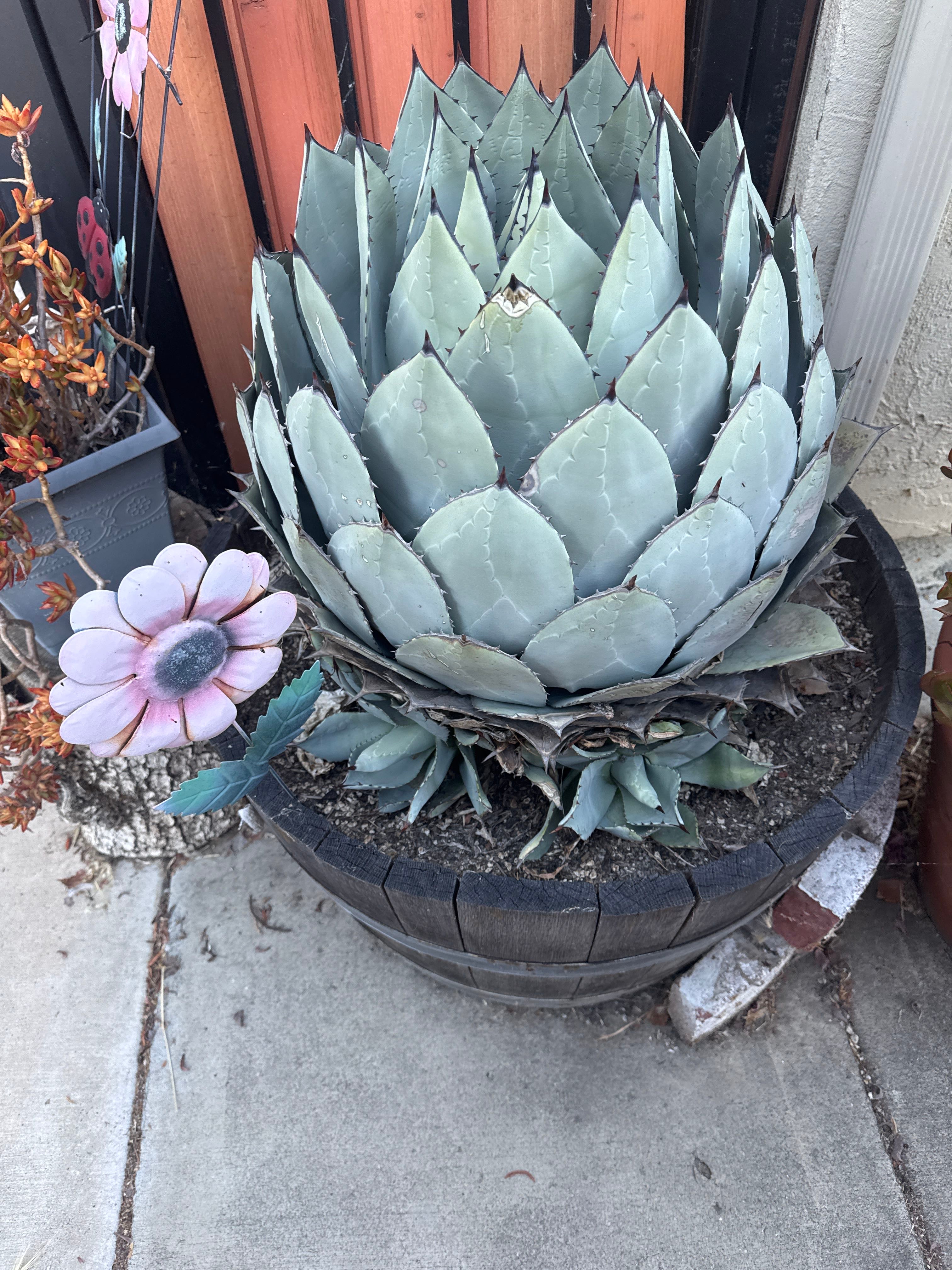 Agave 'Awakening Angel' Plant Care: Water, Light, Nutrients | Greg