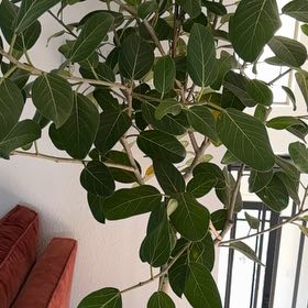 Photo of the plant species Contorted Chinese Banyan by @GiGilovesplants named Delores on Greg, the plant care app