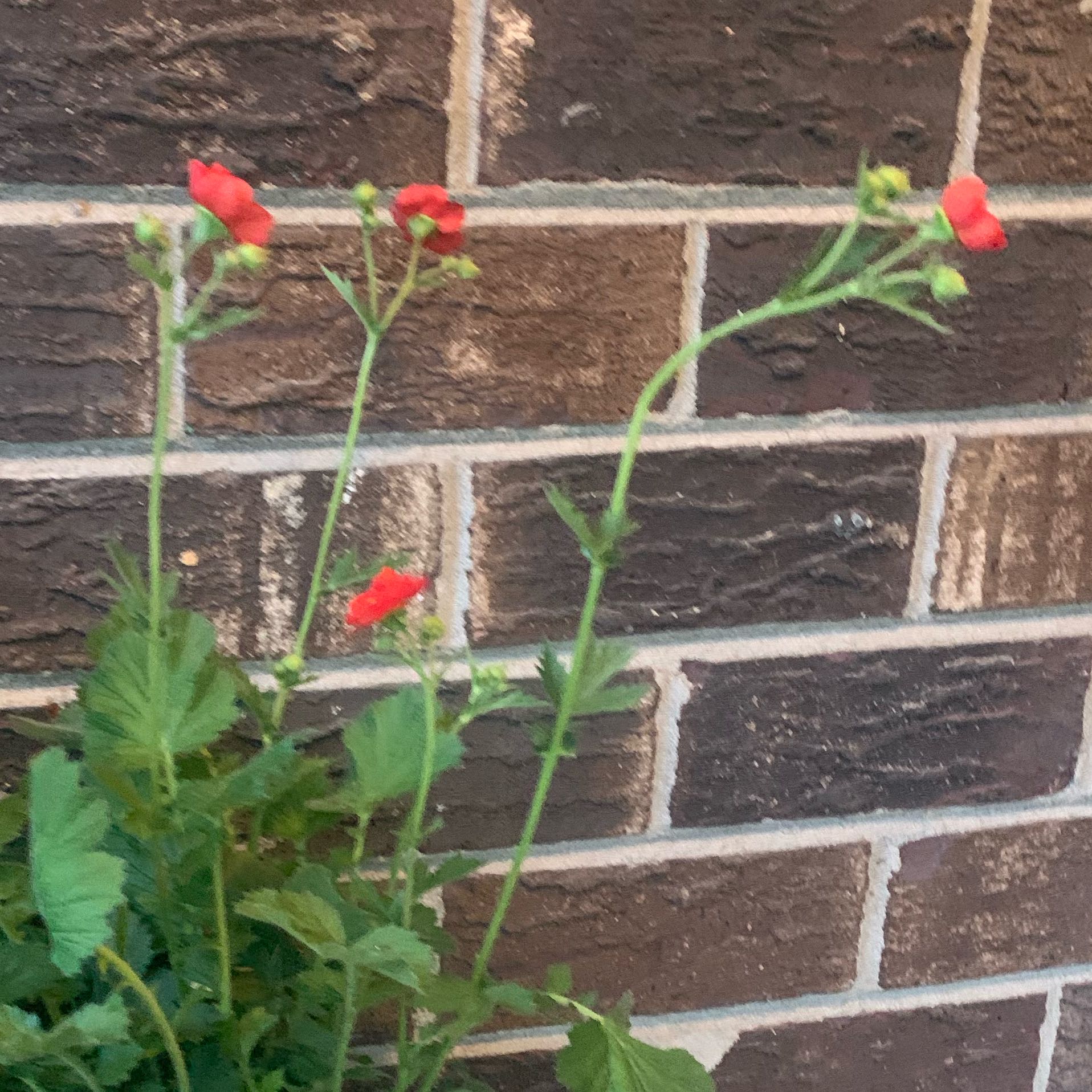 Photo of the plant species Earth Angel Parfum Rose by @JustifiedAnacua named Ronaldo on Greg, the plant care app