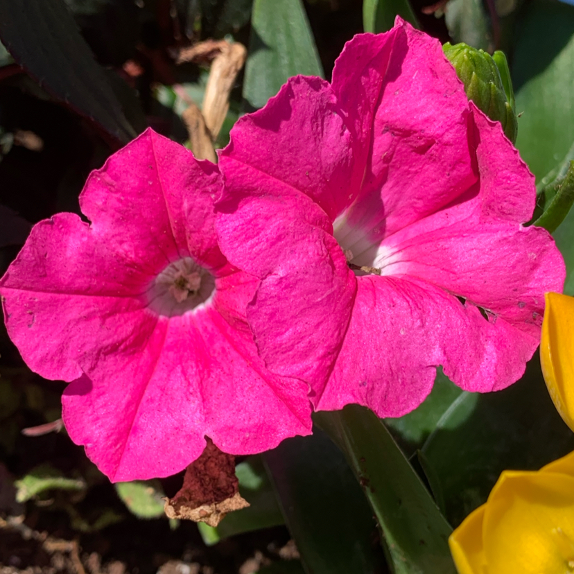Photo of the plant species Surfinia Sweet Pink Petunia by @JustifiedAnacua named Gomez on Greg, the plant care app