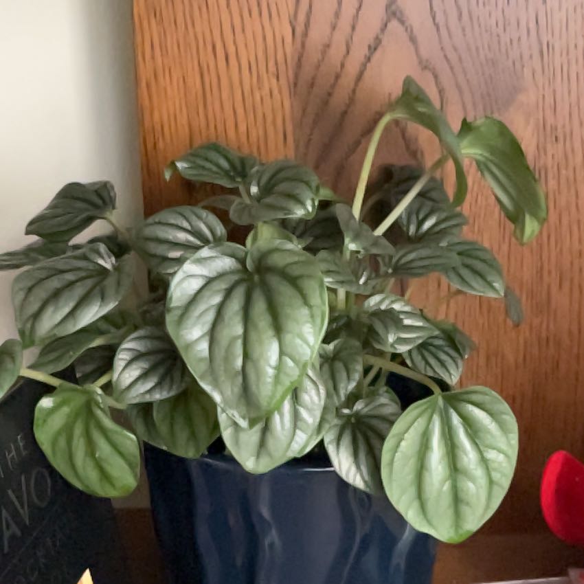 Photo of the plant species Moonlight Peperomia by @StatelyMiro19 named Ronaldo on Greg, the plant care app