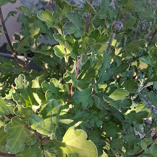 Photo of the plant species Fragrant Sumac by @NeatBlusher55 named Orlando Bloom on Greg, the plant care app