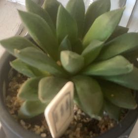 Photo of the plant species Haworthia magnifica by @PeakKingfern named Diana on Greg, the plant care app