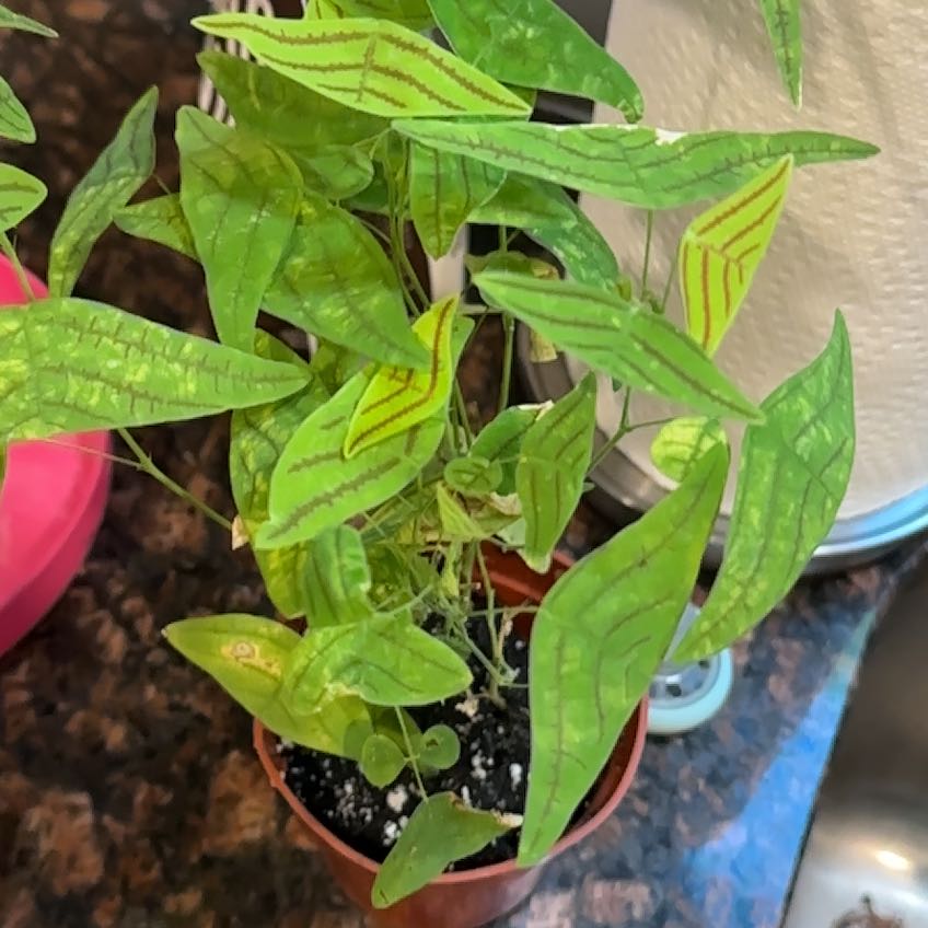 Photo of the plant species Butterfly Plant by @FabSkypilot10 named Terra on Greg, the plant care app