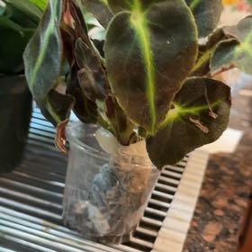 Photo of the plant species Striped Begonia by @FabSkypilot10 named Apollo on Greg, the plant care app