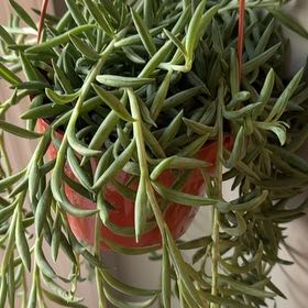 Photo of the plant species String of Fishhooks by @FabSkypilot10 named Athena on Greg, the plant care app