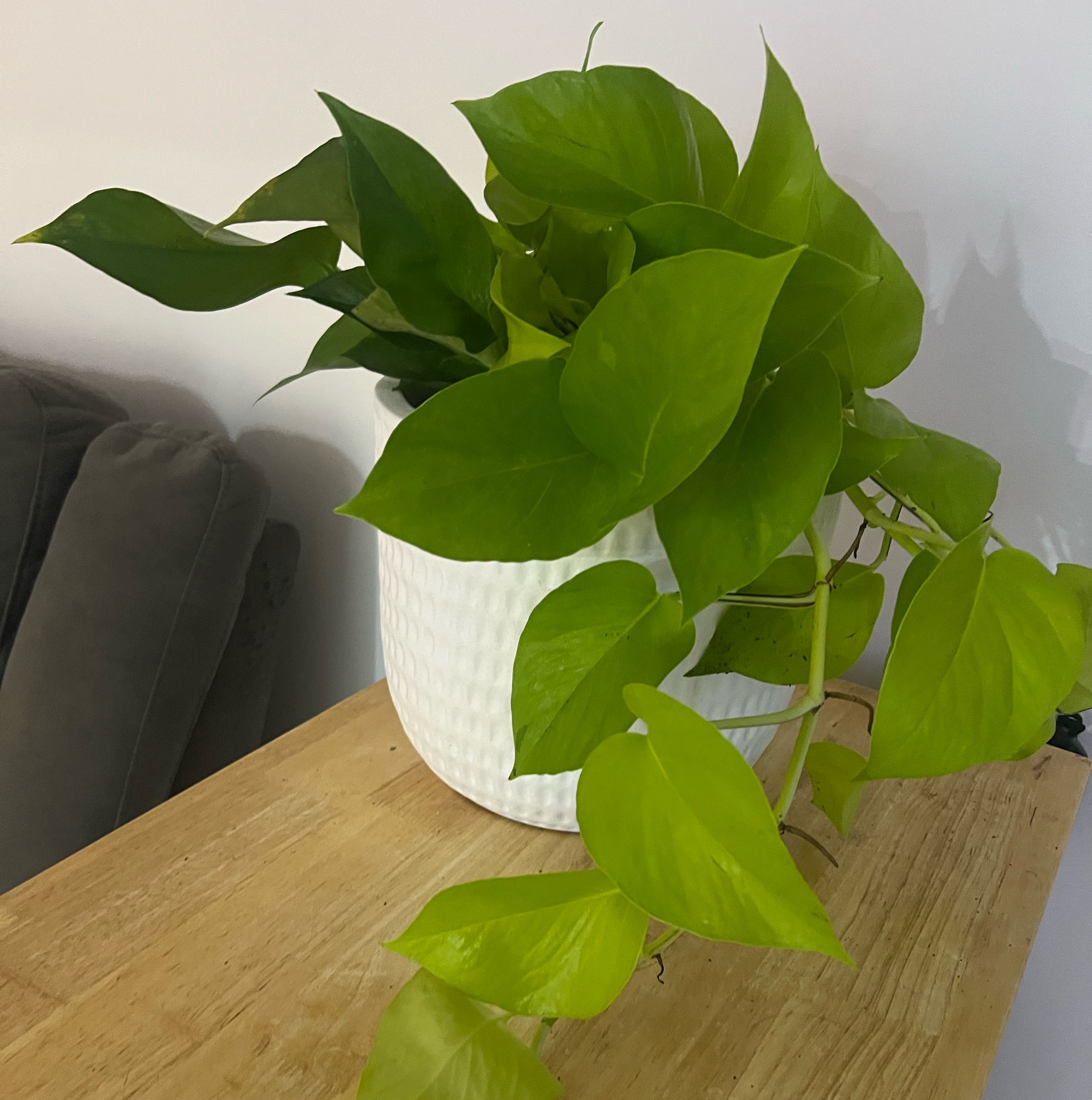 Photo of the plant species Epipremnum aureum 'Goldilocks' by @EarlyHope46 named Goldilocks on Greg, the plant care app