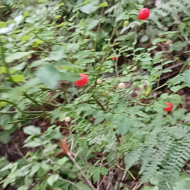Photo of the plant species Red Huckleberry by @QuaintFord64 named Sanders on Greg, the plant care app