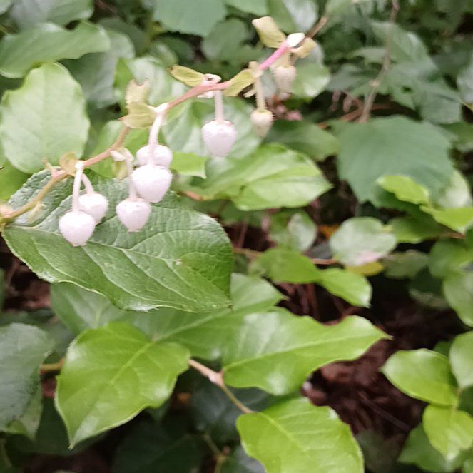 Photo of the plant species Salal by @QuaintFord64 named Bruce Lee on Greg, the plant care app