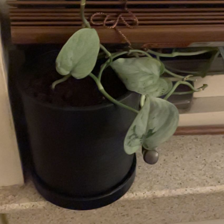 Photo of the plant species Scindapsus pictus 'Sooo Silver' by @QuixoticVetiver named Silver Leaf on Greg, the plant care app
