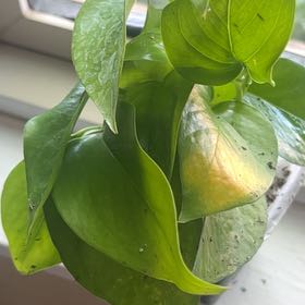 Plant care for Jade Tree on Greg, the plant care app