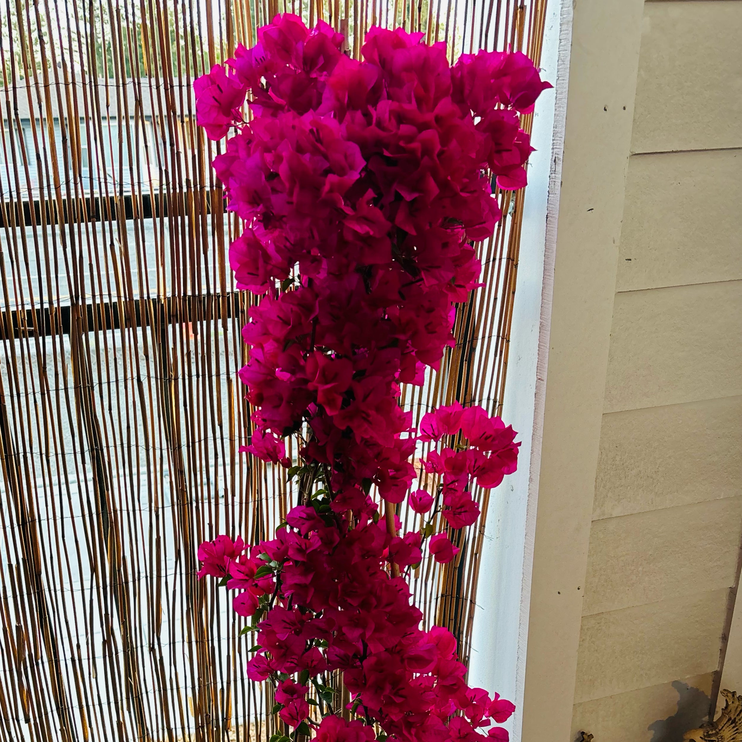 Photo of the plant species Barbara Karst Bougainvillea by @MzShortcake named Elena on Greg, the plant care app