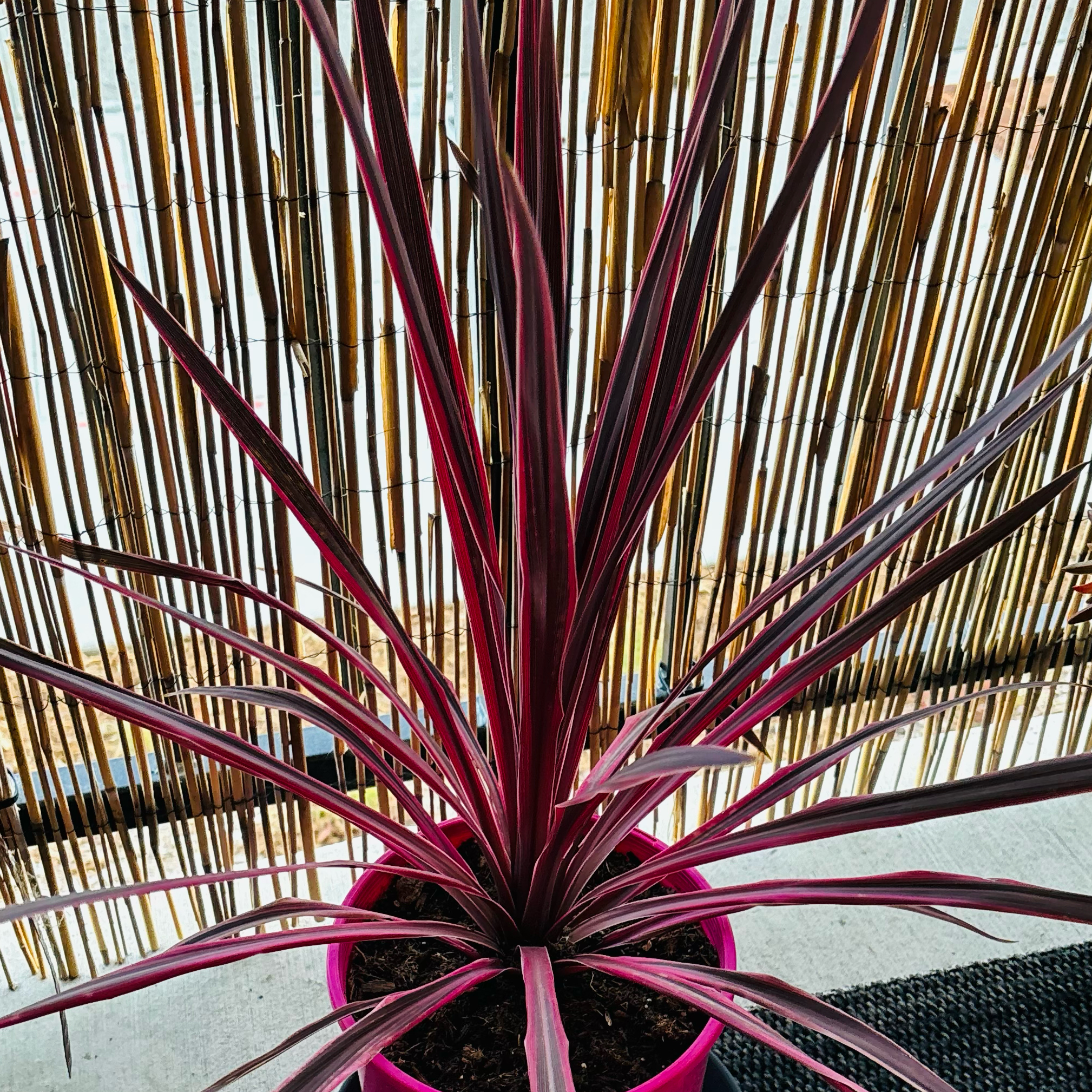 Photo of the plant species Pink Dreams by @MzShortcake named Madonna on Greg, the plant care app