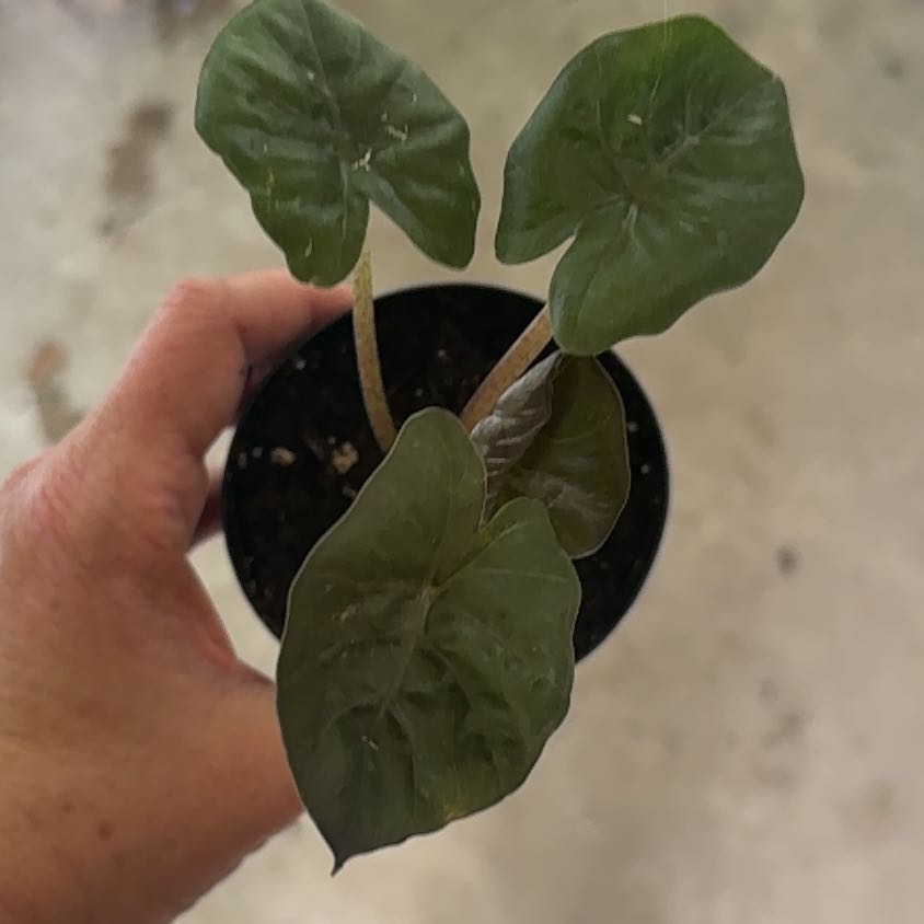 Photo of the plant species Elephant Ear by @RelievedCarrot named Curie on Greg, the plant care app