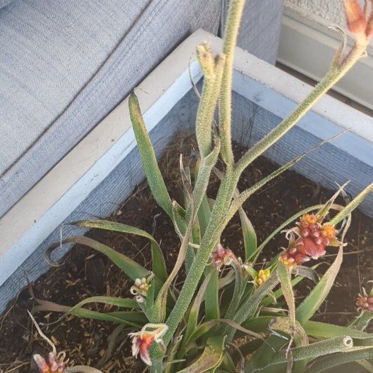 Photo of the plant species Kangaroo Paw 'Bush Pearl' by @RootedHaworthia named Naomi on Greg, the plant care app