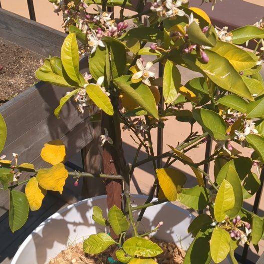 Photo of the plant species White Gaura by @RootedHaworthia named Nithin on Greg, the plant care app