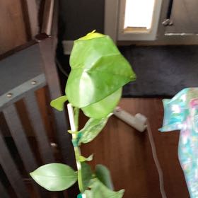 Photo of the plant species Cara Cara Orange Tree by @Tutu named Diana on Greg, the plant care app