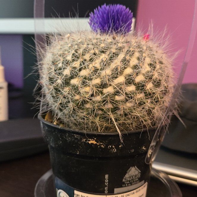 Photo of the plant species Rose Pincushion Cactus by @BeefySpinach87 named Friendly Urchin on Greg, the plant care app