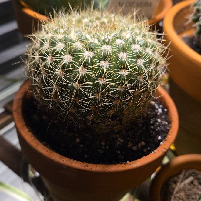 Notocactus apricus Care 101: Water, Light & Growing Tips