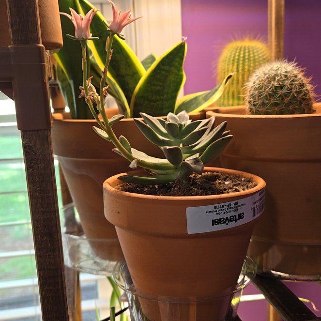 Photo of the plant species Graptoveria 'April Dawn' by @BeefySpinach87 named Rosa on Greg, the plant care app