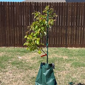 Photo of the plant species Autumn Blaze Maple by @GratefulRimu43 named Leaf Erickson on Greg, the plant care app