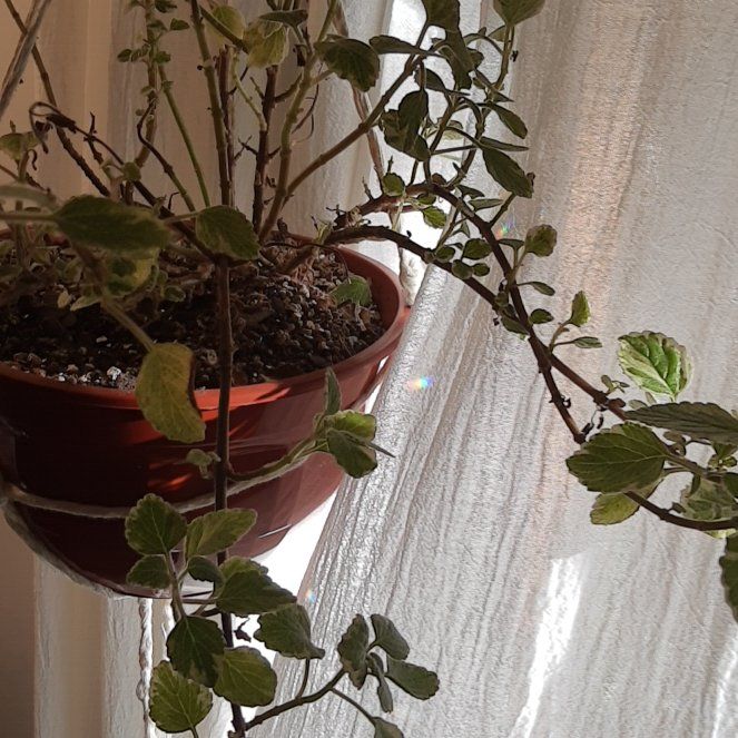 Photo of the plant species Swedish Ivy White Surf by @RightlyPipevine named Hemingway on Greg, the plant care app