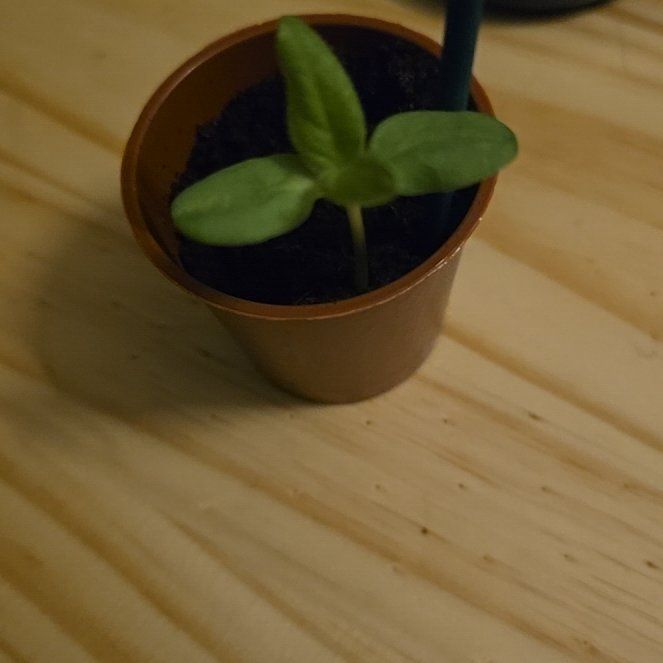 Photo of the plant species Teddy Bear Sunflower by @Hopeykins named Marisol on Greg, the plant care app