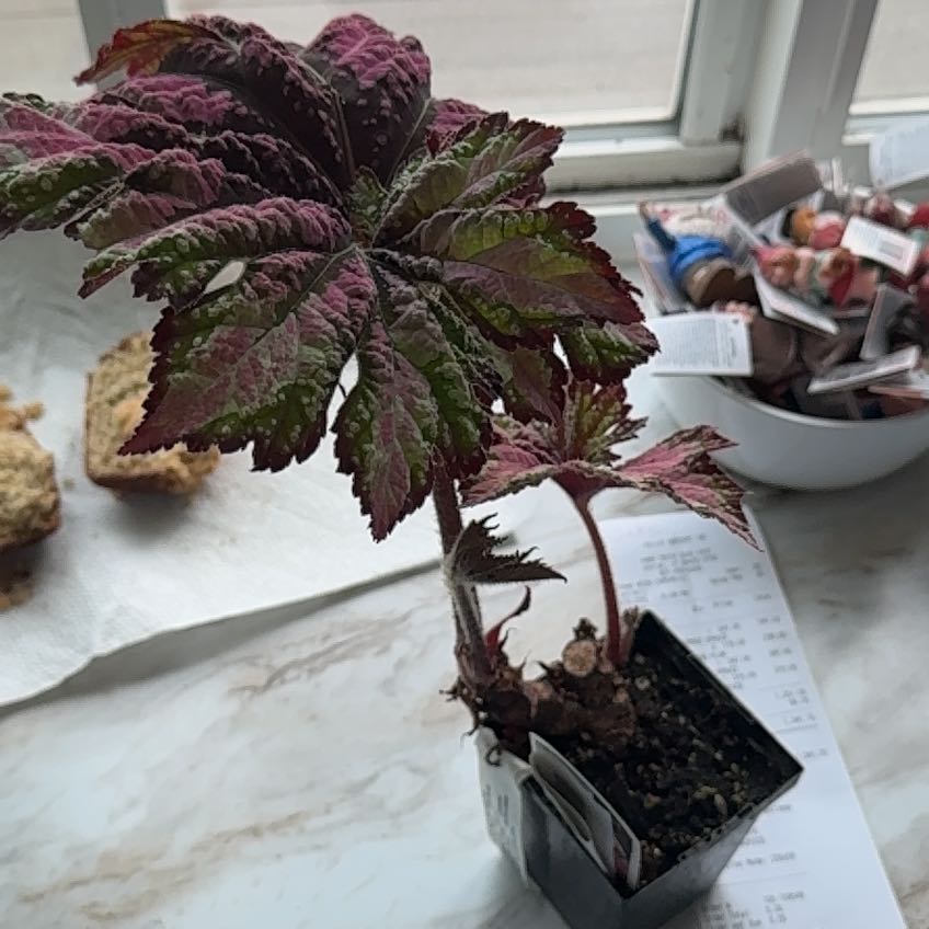 Photo of the plant species Begonia T REX® 'Dancing Peacock' by @FastPinkpoui54 named Noon on Greg, the plant care app