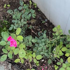 Photo of the plant species Pink Double Knock Out Rose by @SelectTormentil named Darwin on Greg, the plant care app